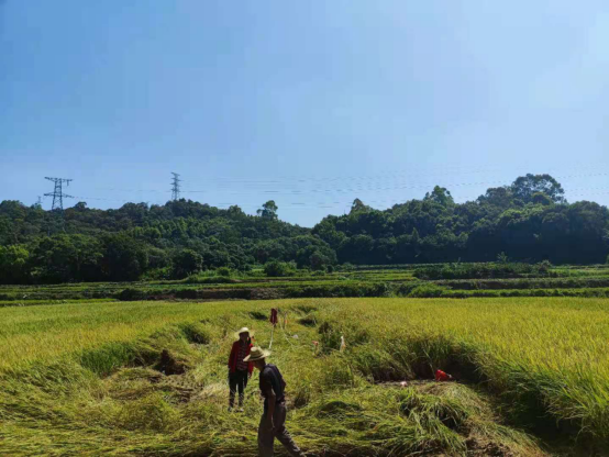 人居环境大提升，靓丽乡村入画来！    ——泉港区后张村人居环境蝶变之路 (初）(1)141.png